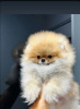 Additional photos: Pomeranian, puppies of the highest quality