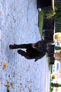 Additional photos: Chocolate Girl Labrador Retriever
