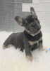 Photo №2 to announcement № 17661 for the sale of french bulldog - buy in Russian Federation from nursery