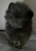 Additional photos: Spitz puppies
