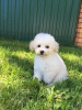 Photo №4. I will sell bichon frise in the city of Электроугли. from nursery - price - 762$