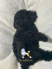 Photo №2 to announcement № 32092 for the sale of poodle (dwarf) - buy in Spain breeder