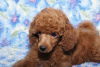 Photo №4. I will sell poodle (toy) in the city of White church. breeder - price - 572$