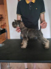 Additional photos: Miniature Schnauzer puppies