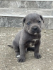 Photo №2 to announcement № 53637 for the sale of cane corso - buy in Serbia private announcement