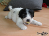 Additional photos: ODIS - puppies with FCI pedigre