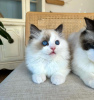 Photo №1. ragdoll - for sale in the city of Даллас | 280$ | Announcement № 105106