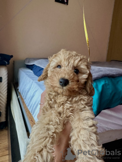 Photo №4. I will sell poodle (toy) in the city of Дублин. private announcement - price - 1479$