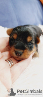 Photo №4. I will sell yorkshire terrier in the city of Rochester. breeder - price - 500$