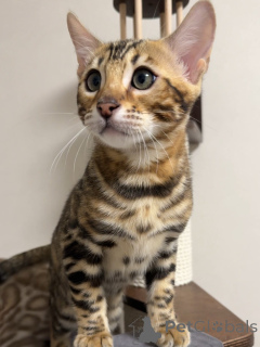 Photo №4. I will sell bengal cat in the city of BrentFord. breeder - price - negotiated