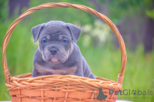 Photo №2 to announcement № 51295 for the sale of american bully - buy in Russian Federation breeder