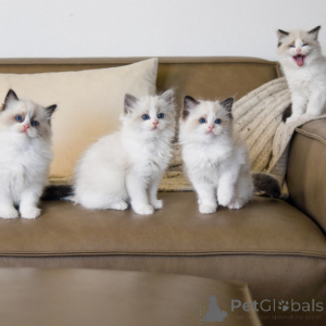 Photo №1. ragdoll - for sale in the city of Anderlecht | negotiated | Announcement № 163539