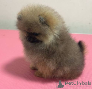 Photo №3. Purebred dwarf pomeranian puppies from two and half months. Switzerland