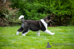 Photo №4. I will sell american akita in the city of Dnipro. breeder - price - 1414$