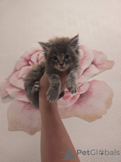 Photo №1. maine coon - for sale in the city of Aberdeen | negotiated | Announcement № 157146