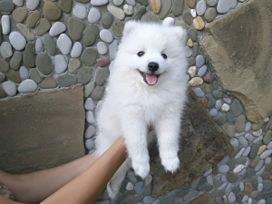 Photo №1. japanese spitz - for sale in the city of Namur | 834$ | Announcement № 346