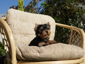 Photo №4. I will sell yorkshire terrier in the city of Stupino. private announcement, from nursery, breeder - price - 201$