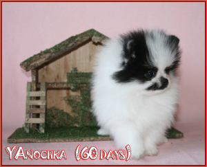 Photo №1. pomeranian - for sale in the city of Москва | negotiated | Announcement № 6924