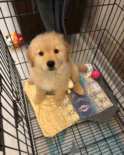Photo №1. golden retriever - for sale in the city of Флорида Сити | 1000$ | Announcement № 138962