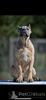 Photo №3. Cane Corso puppies. Serbia