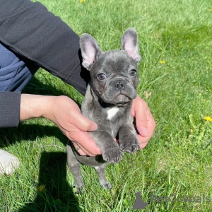 Photo №1. french bulldog - for sale in the city of Los Angeles | negotiated | Announcement № 38210