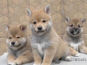 Photo №1. shiba inu - for sale in the city of Brussels | negotiated | Announcement № 160279