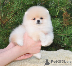 Photo №2 to announcement № 102262 for the sale of pomeranian - buy in United States private announcement