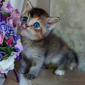Photo №3. Unusual British Shorthair Kittens For Sale. United Kingdom