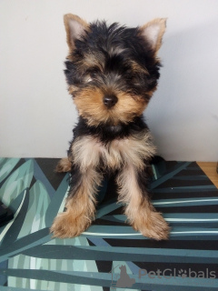 Photo №1. yorkshire terrier - for sale in the city of Wrocław | negotiated | Announcement № 77748