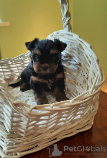 Additional photos: Yorkshire Terrier