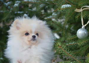 Photo №1. pomeranian - for sale in the city of Kharkov | 2000$ | Announcement № 13959