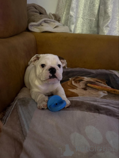 Photo №4. I will sell english bulldog in the city of ASCH. breeder - price - 310$