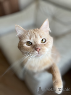 Photo №2 to announcement № 138800 for the sale of  - buy in Belarus 