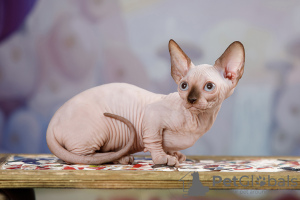 Photo №2 to announcement № 25088 for the sale of sphynx-katze - buy in Germany from nursery