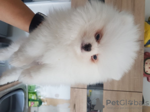 Photo №1. pomeranian - for sale in the city of Флорида Сити | Is free | Announcement № 125493