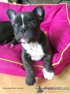 Photo №2 to announcement № 51303 for the sale of french bulldog - buy in Czech Republic 