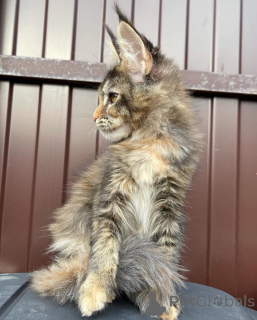 Photo №3. Gewinner eines Maine-Coon-Kätzchens. Germany