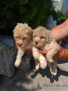 Photo №1. poodle (toy) - for sale in the city of Titel | 317$ | Announcement № 61077