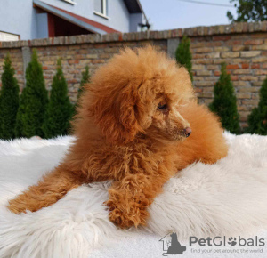 Photo №2 to announcement № 73105 for the sale of poodle (toy) - buy in Serbia breeder