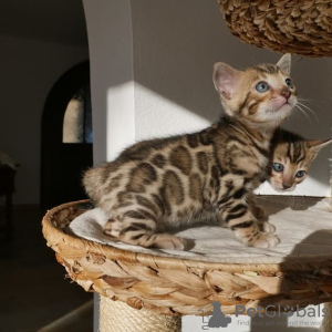 Photo №1. bengal cat - for sale in the city of Гамбург | 338$ | Announcement № 64754