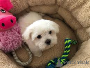 Photo №2 to announcement № 166762 for the sale of maltese dog - buy in France private announcement, breeder