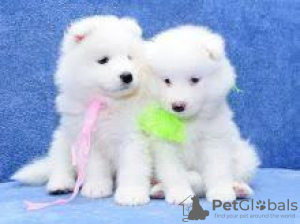 Photo №1. samoyed dog - for sale in the city of Warsaw | 317$ | Announcement № 57365