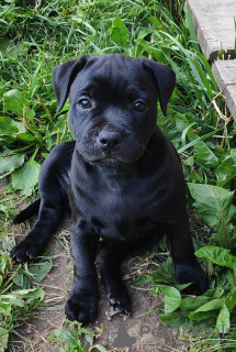 Photo №2 to announcement № 7243 for the sale of staffordshire bull terrier - buy in Russian Federation breeder