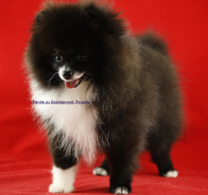 Additional photos: very very little girl Pomeranian