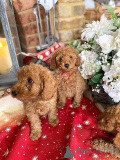 Photo №3. Stunning Toy Poodle puppies. Czech Republic