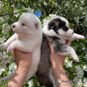 Additional photos: pomsky