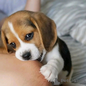 Photo №2 to announcement № 125667 for the sale of beagle - buy in Finland 