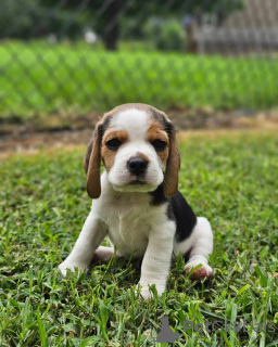 Photo №4. I will sell beagle in the city of Rostock. private announcement - price - 380$