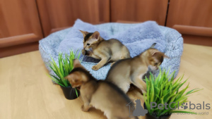 Photo №3. Abyssinian kittens. Russian Federation