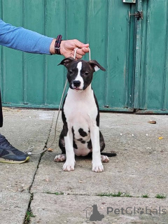 Photo №4. I will sell staffordshire bull terrier in the city of Požarevac.  - price - negotiated